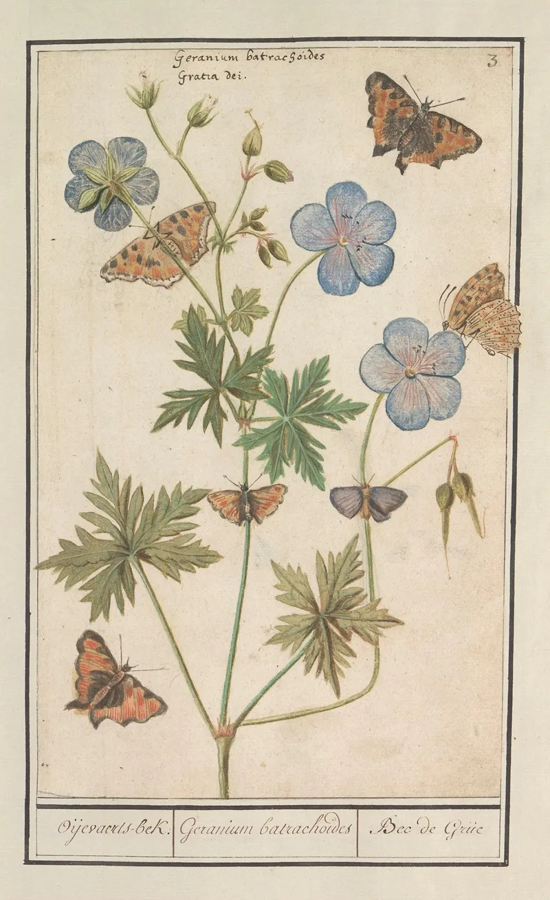 Ooievaarsbek Waarschijnlijk Beemdooievaarsbek Geranium Pratense Oijevaaerts Bek Geranium Batrachoides Bec De Grue Wall Art by Anselmus Boëtius de Boodt - High-Resolution Digital Print