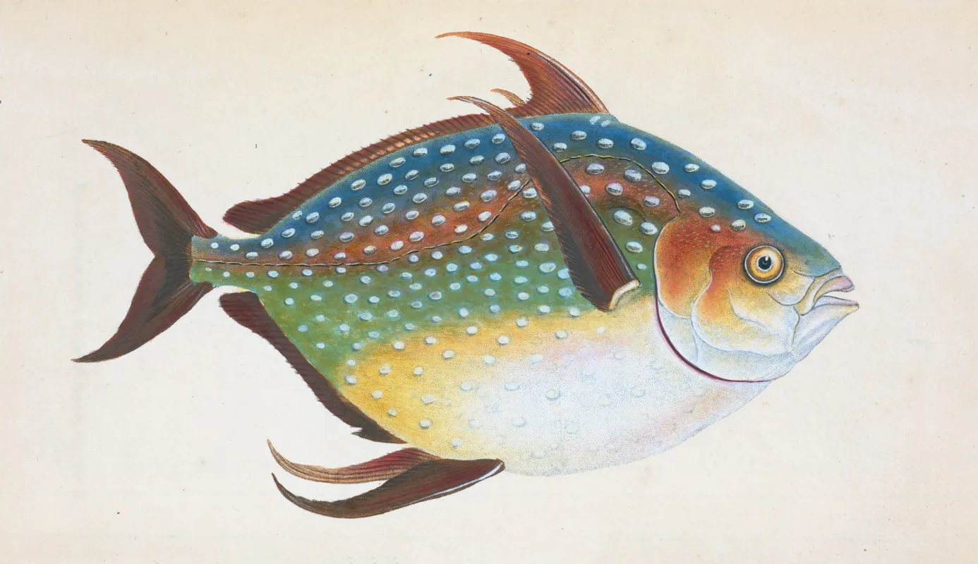 Opah Or King Fish Zeus Luna Wall Art by Edward Donovan - High-Resolution Digital Print