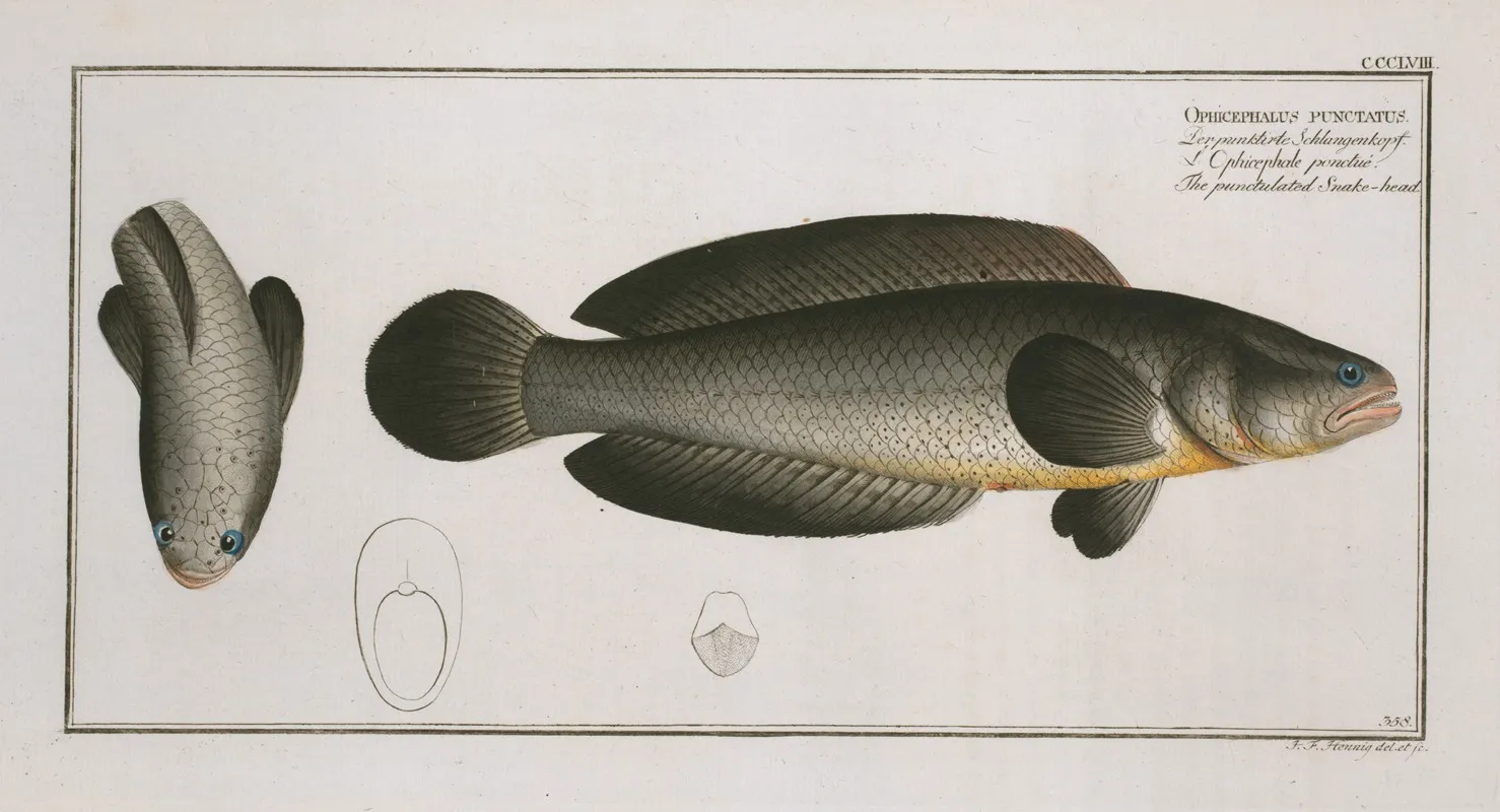 Ophicephalus Punctatus The Punctulated Snake Head Wall Art by Marcus Elieser Bloch - High-Resolution Digital Print