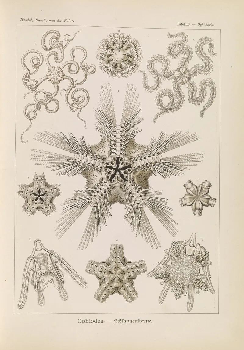 Ophiodea Schlangensterne Wall Art by Ernst Haeckel - High-Resolution Digital Print