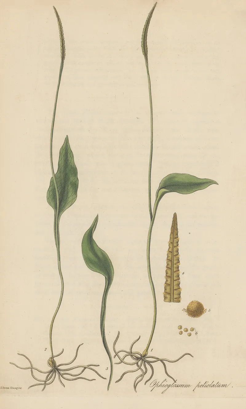 Ophioglossum Petiolatum Wall Art by William Jackson Hooker - High-Resolution Digital Print