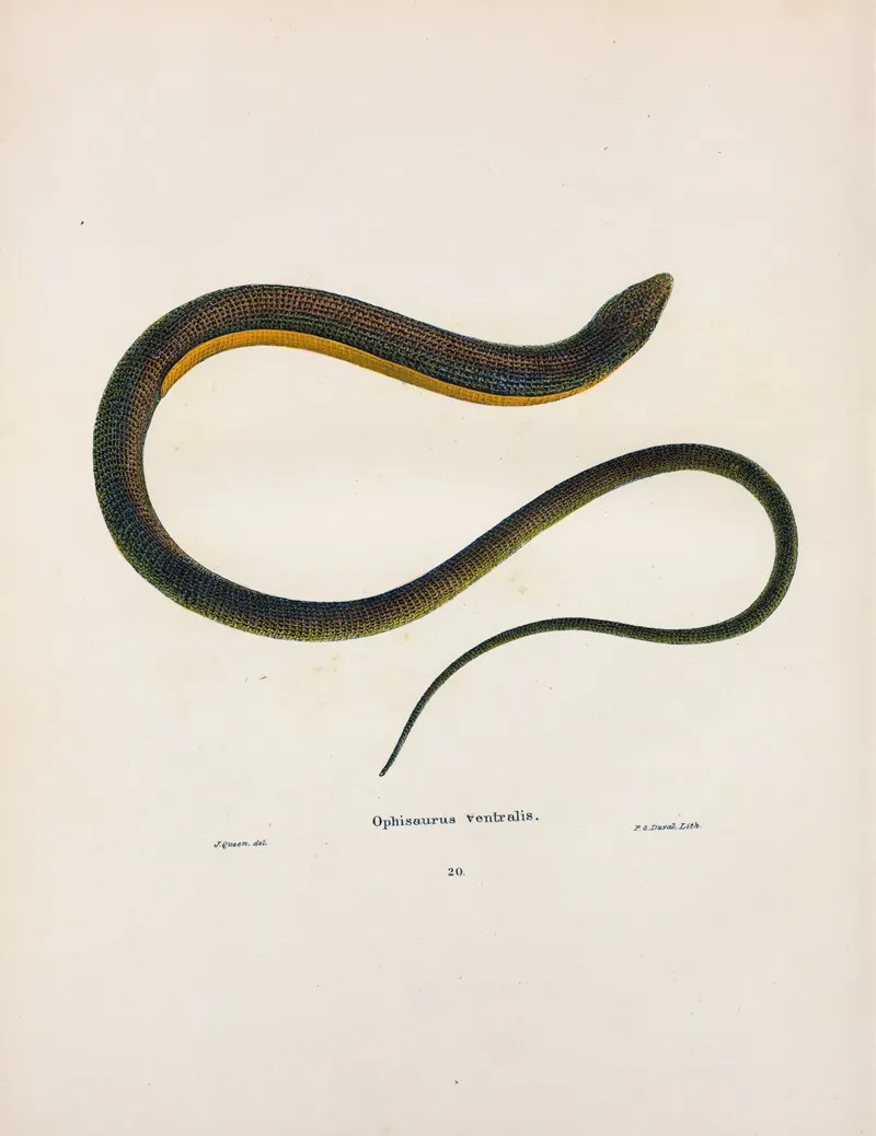 Ophisaurus Ventralis Wall Art by John Edwards Holbrook - High-Resolution Digital Print