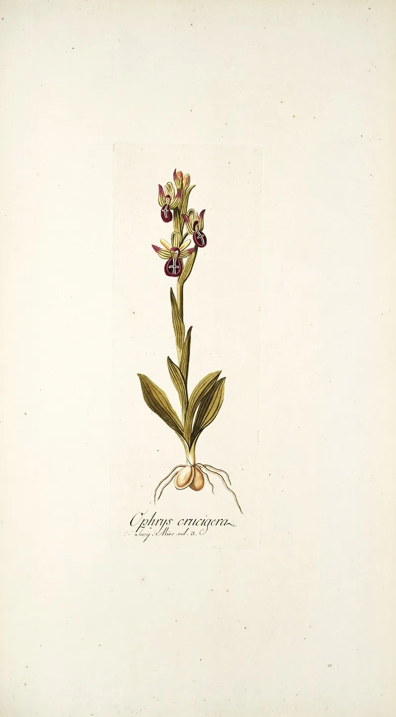 Ophrys Crucigera Wall Art by Nikolaus Joseph Freiherr von Jacquin - High-Resolution Digital Print