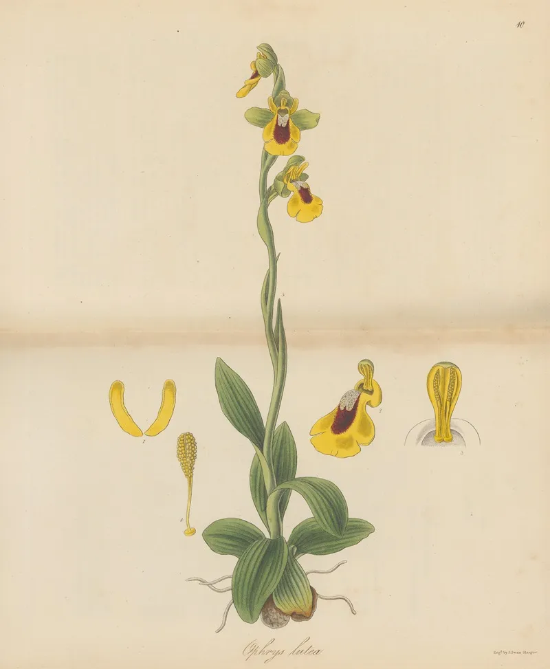 Ophrys Lutea Wall Art by William Jackson Hooker - High-Resolution Digital Print