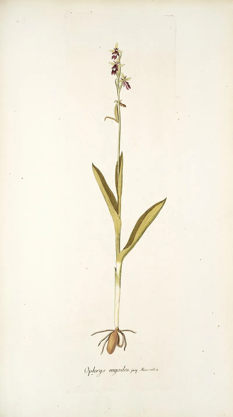 Ophrys Myodes Wall Art by Nikolaus Joseph Freiherr von Jacquin - High-Resolution Digital Print