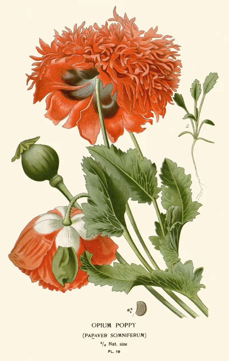 Opium Poppy Wall Art by Edward Step - High-Resolution Digital Print
