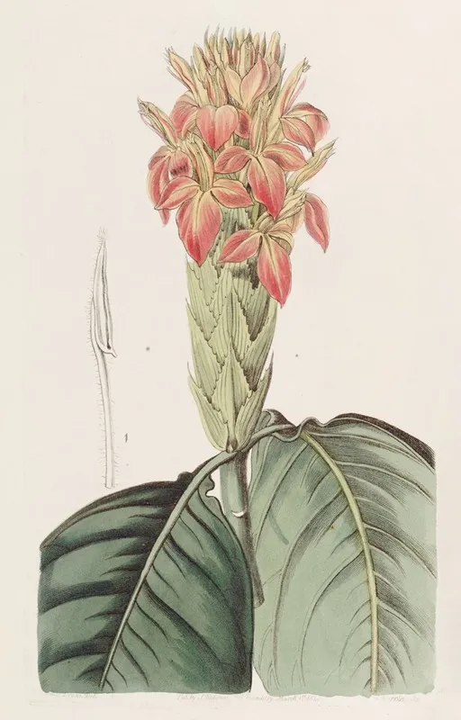 Orange Aphelandra Wall Art by Sydenham Edwards - High-Resolution Digital Print
