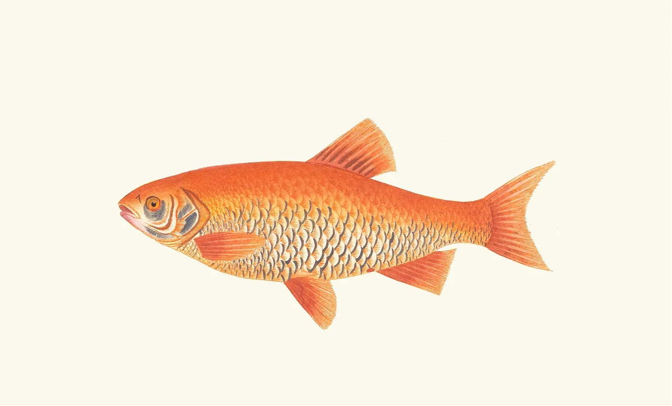 Orange Carp Wall Art by George Shaw - High-Resolution Digital Print