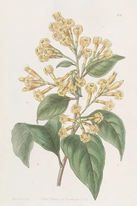 Orange Coloured Cestrum Wall Art by Sydenham Edwards - High-Resolution Digital Print
