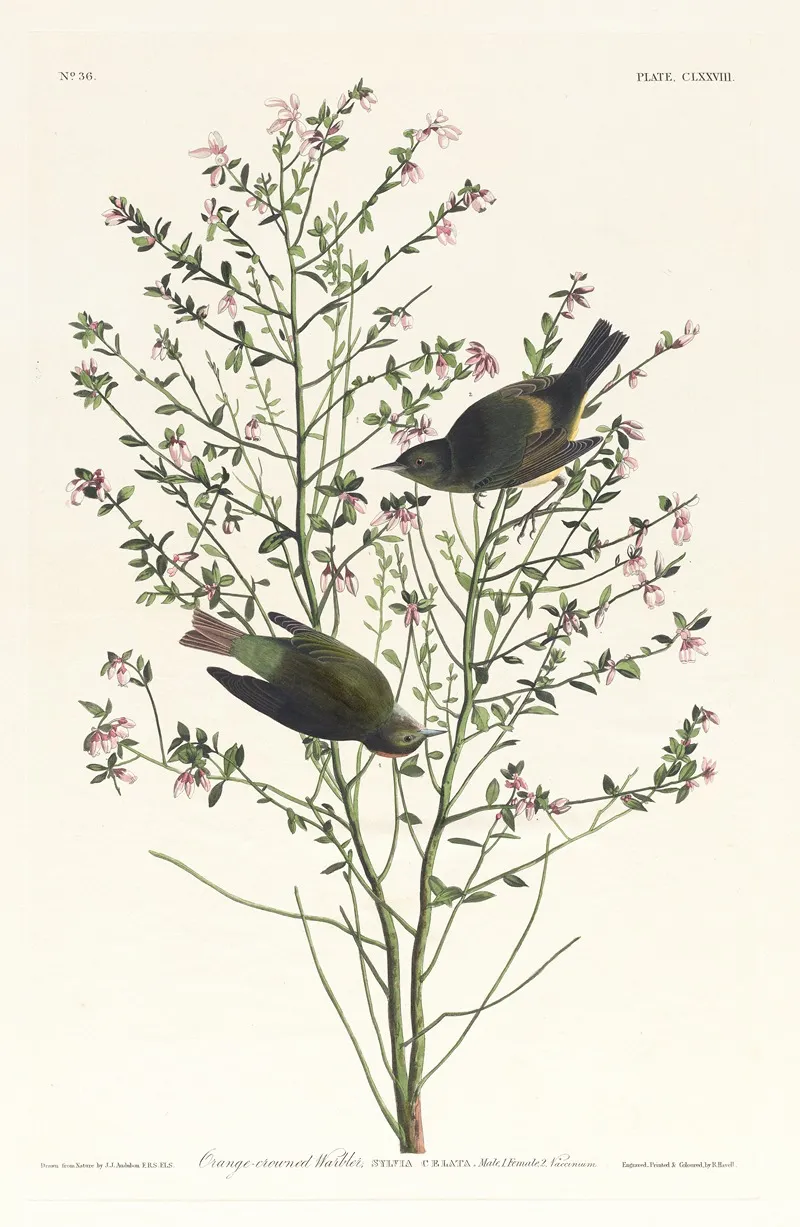 Orange Crowned Warbler Wall Art by John James Audubon - High-Resolution Digital Print