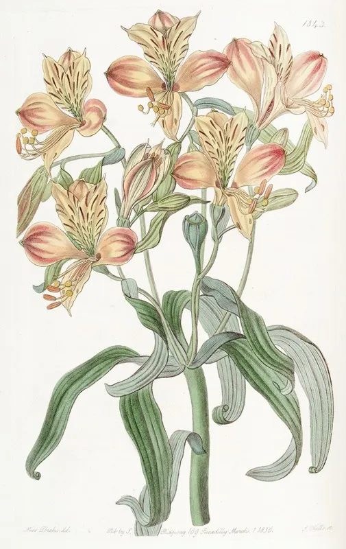Orange Flowered Alstraemeria Wall Art by Sydenham Edwards - High-Resolution Digital Print