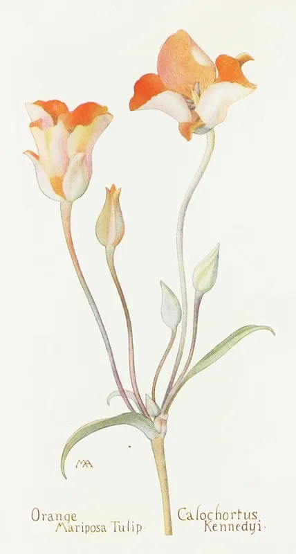 Orange Mariposa Tulip Wall Art by Margaret Armstrong - High-Resolution Digital Print