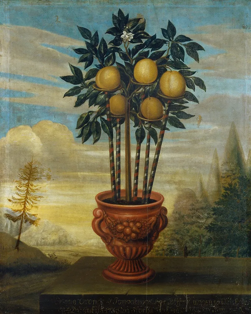 Orange Tree In An Urn Wall Art by David von Cöln - High-Resolution Digital Print