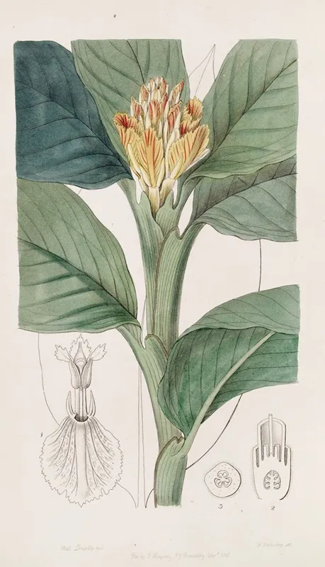Orange Yellow Amomum Wall Art by Sydenham Edwards - High-Resolution Digital Print