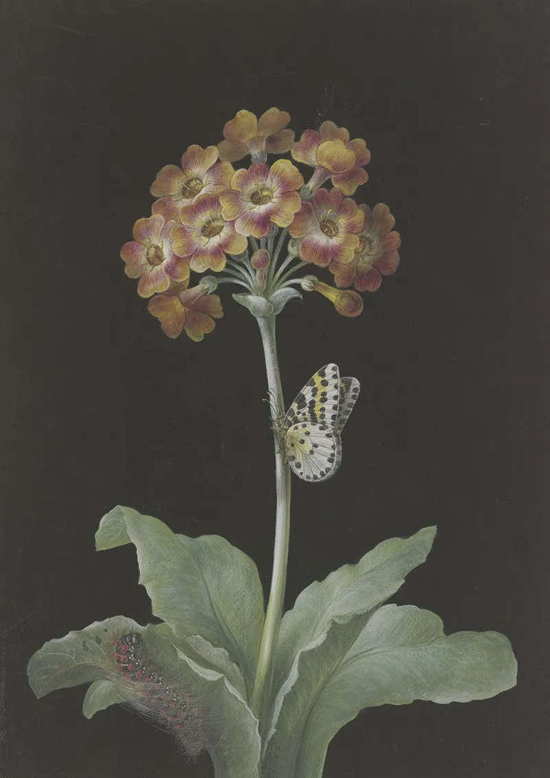 Orangerote Aurikel Primula Auricula Mit Stachelbeer Harlekin Und Sich Einspinnender Raupe Wall Art by Barbara Regina Dietzsch - High-Resolution Digital Print