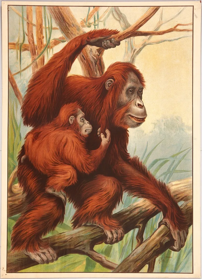 Orangutan 2 Wall Art by Alfred Weczerzick - High-Resolution Digital Print