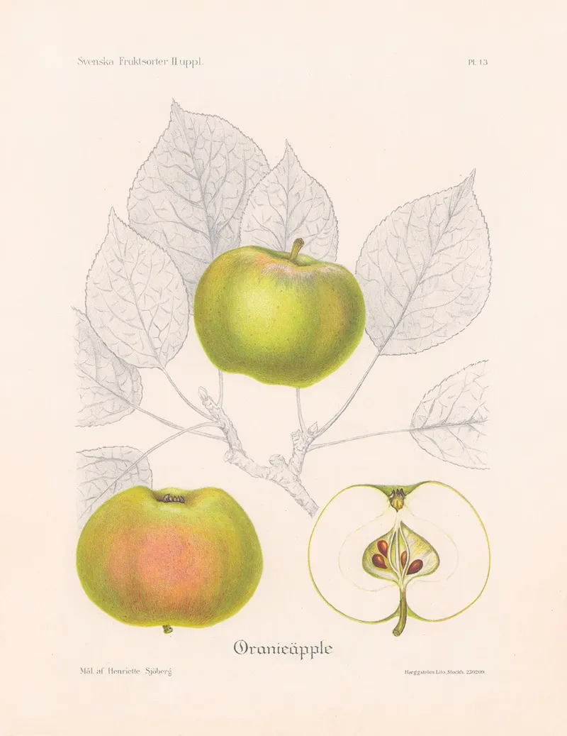 Oranieapple Wall Art by Henriette Sjöberg - High-Resolution Digital Print