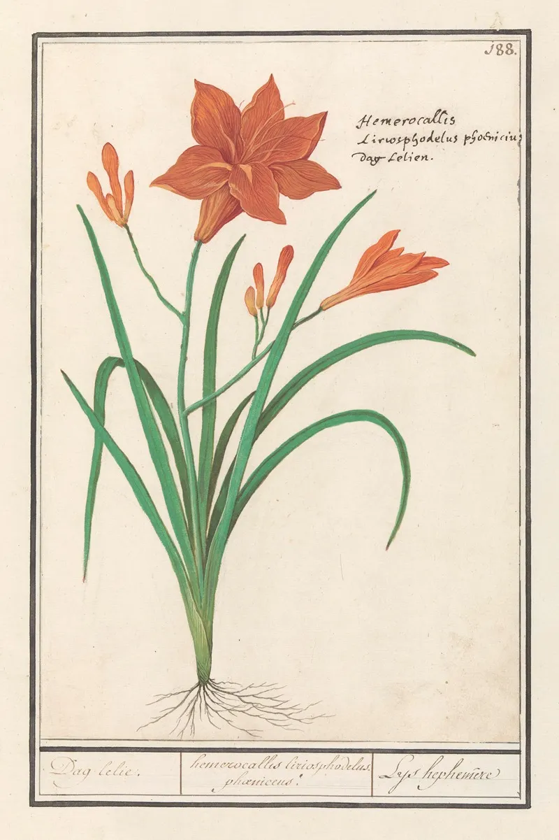 Oranje Daglelie Hemerocallis Dag Lelie Hemerocallis Liriosphodelus Phoeniceus Leys Hephemere Wall Art by Anselmus Boëtius de Boodt - High-Resolution Digital Print