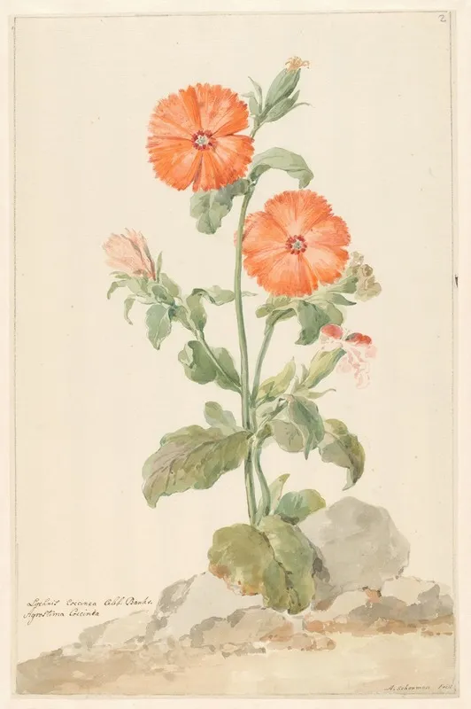 Oranje Koekoeksbloem In Landschap Wall Art by Aert Schouman - High-Resolution Digital Print