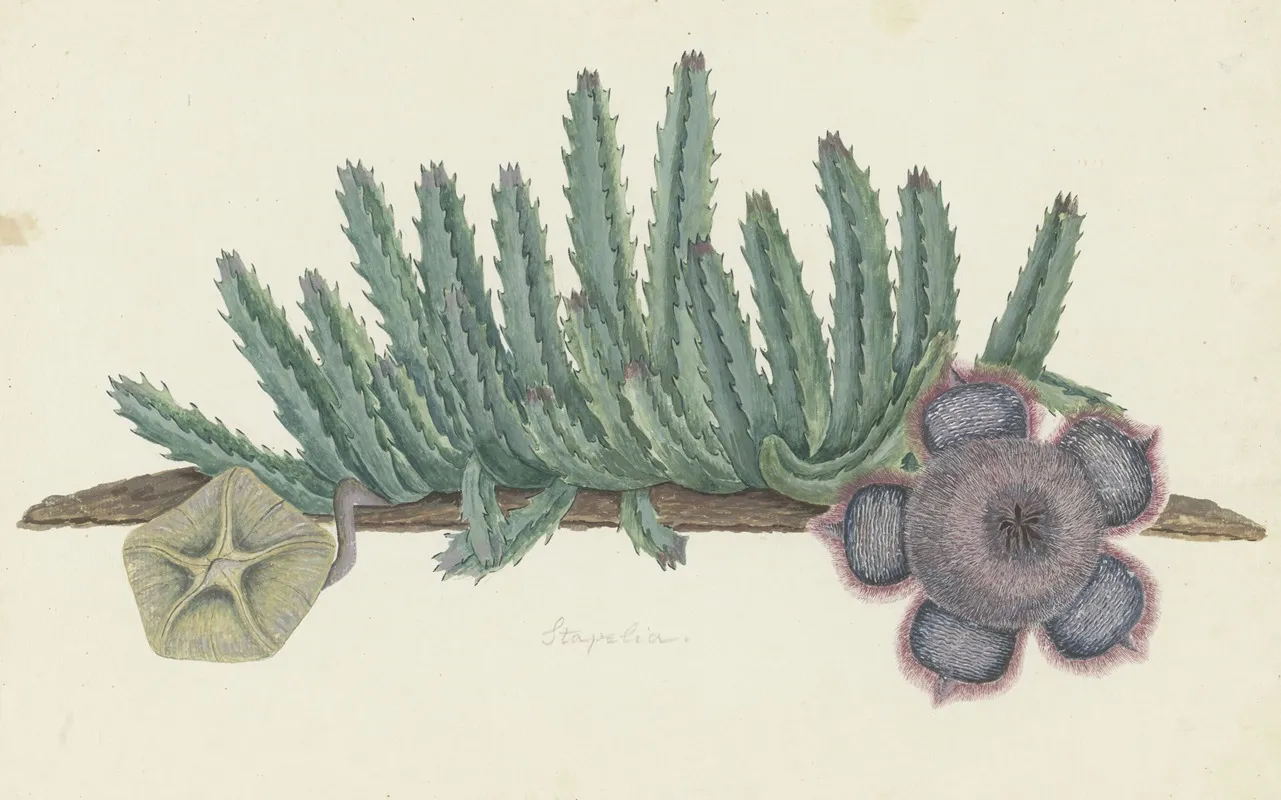 Orbea Verrucosa Masson L C Leach Shirsute Stapelia Wall Art by Robert Jacob Gordon - High-Resolution Digital Print
