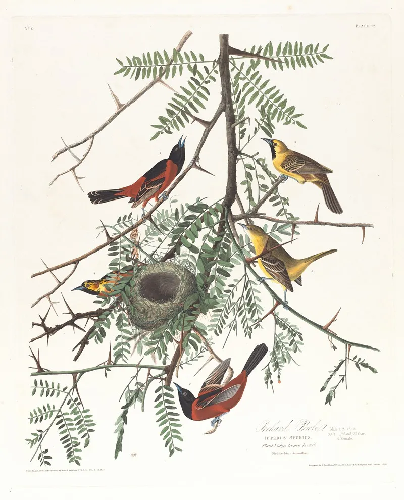Orchard Oriole 2 Wall Art by John James Audubon - High-Resolution Digital Print