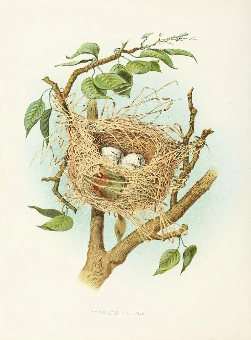 Orchard Oriole Wall Art by Edwin L. Sheppard - High-Resolution Digital Print