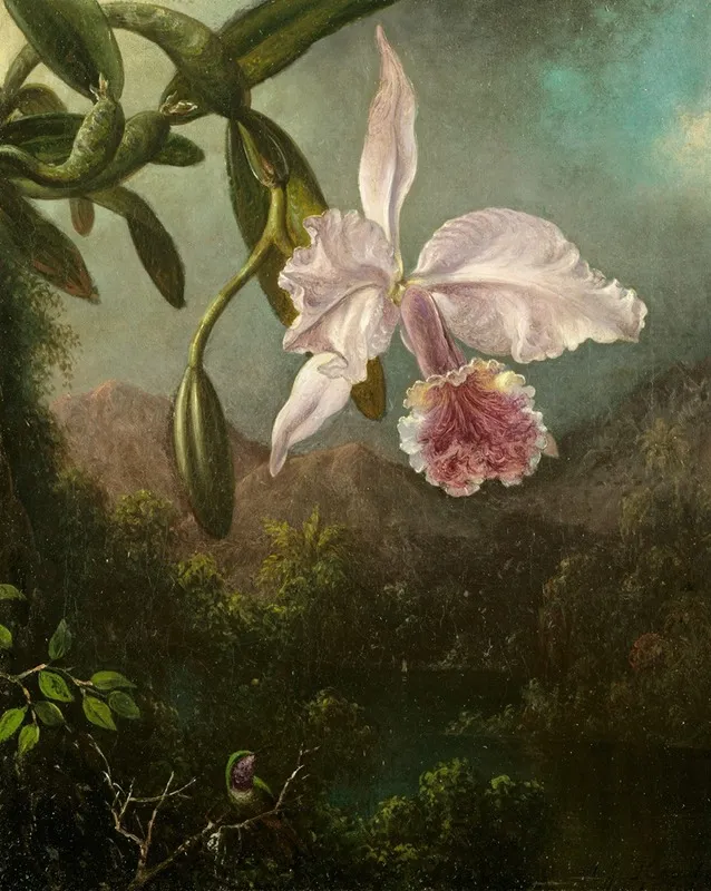 Orchid Blossoms