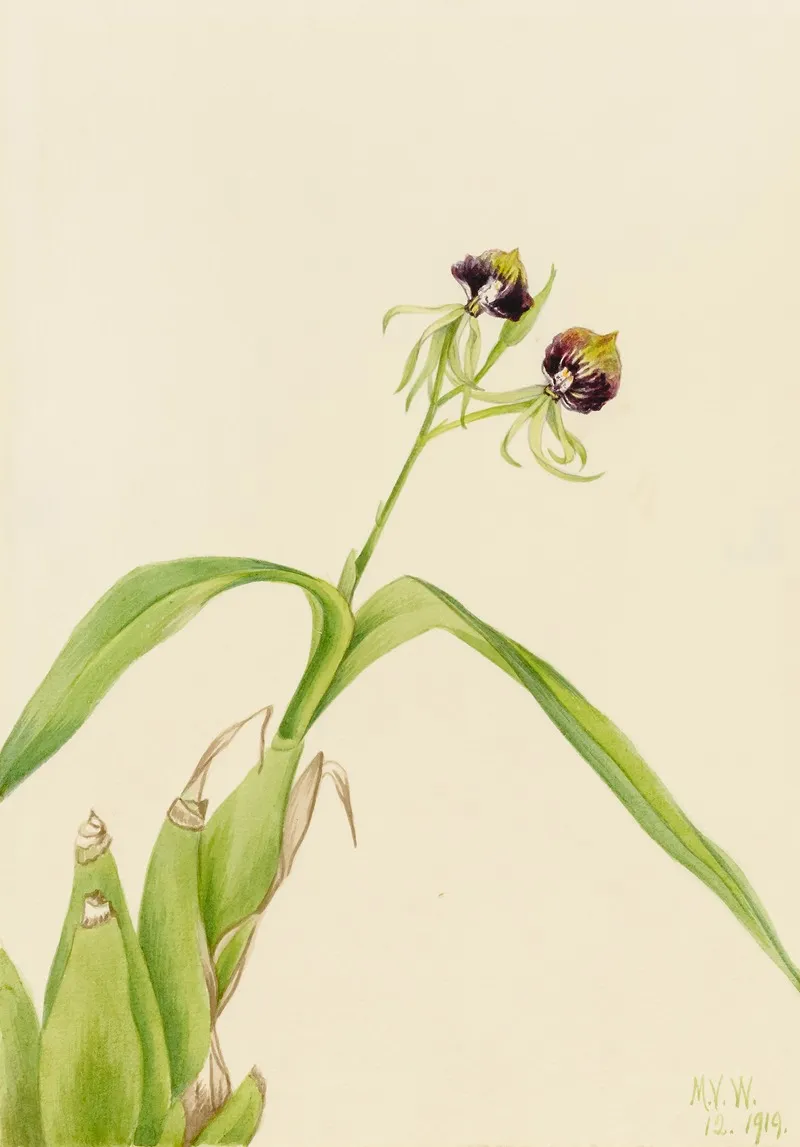 Orchid Epidendrum Cochleatum