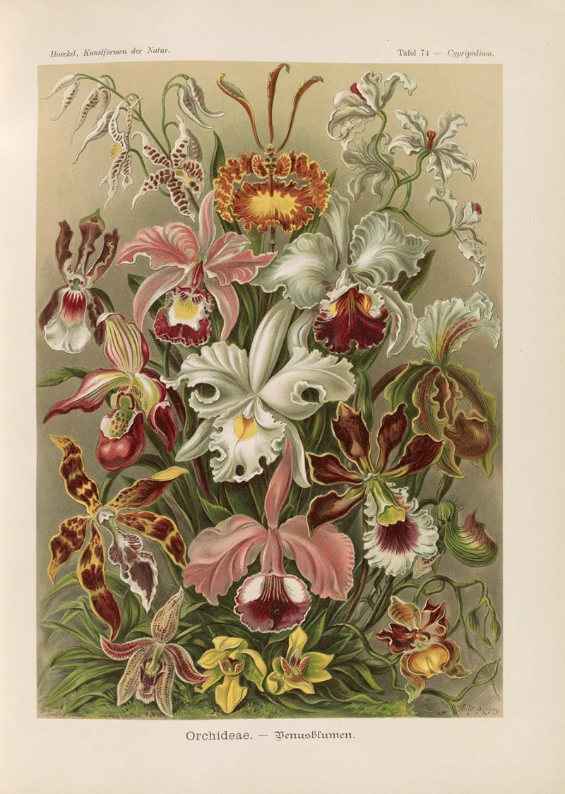 Orchideae Denusblumen Wall Art by Ernst Haeckel - High-Resolution Digital Print