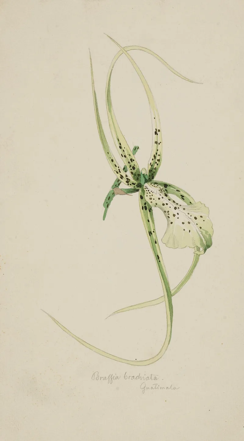 Orchidee Brassia Brachiata Guatemala