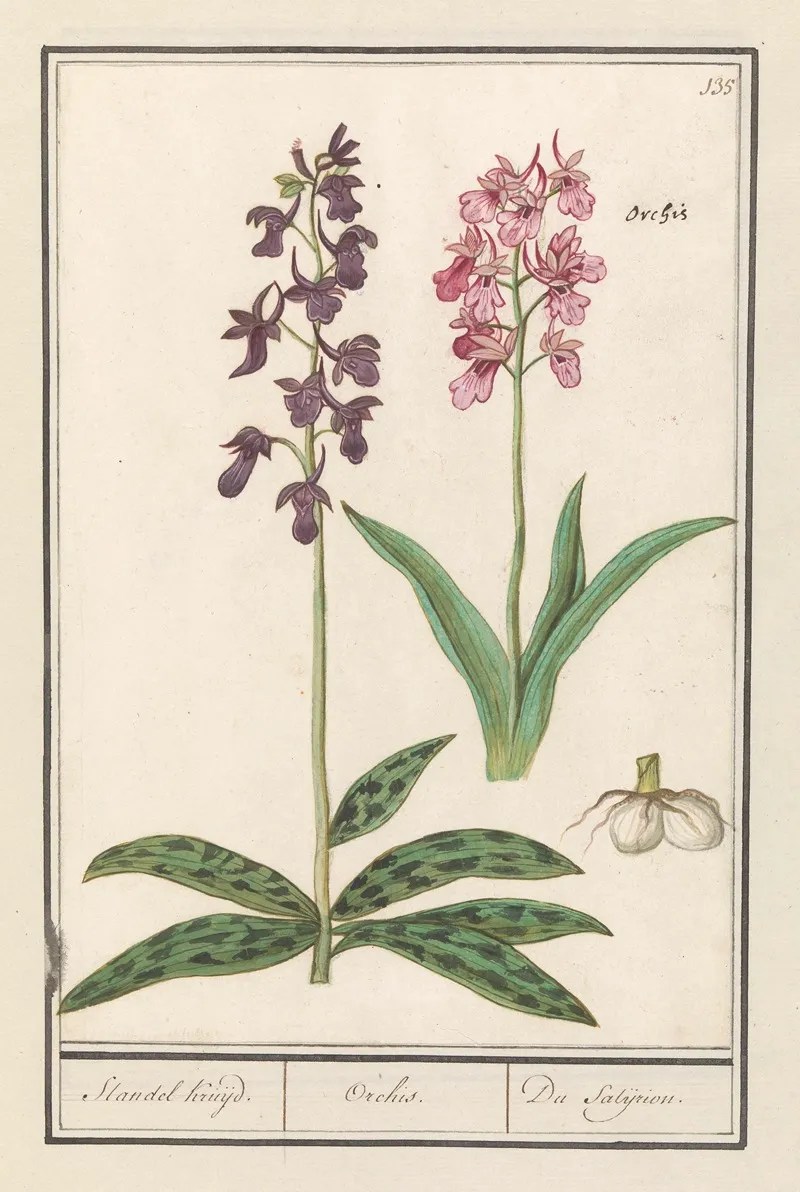 Orchidee Orchidaceae Standel Kruijd Orchis Du Satijrion Wall Art by Anselmus Boëtius de Boodt - High-Resolution Digital Print