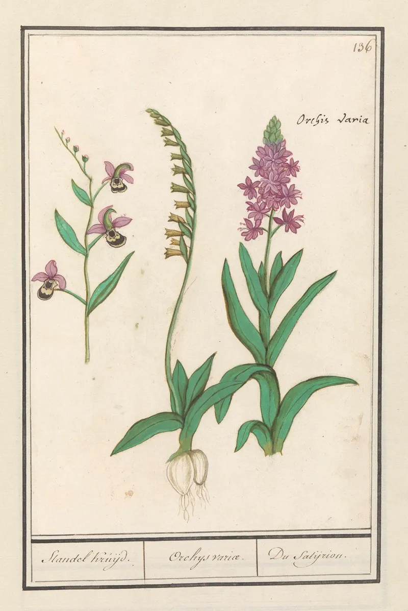 Orchidee Orchidaceae Standel Kruijd Orchys Variae Du Satijrion Wall Art by Anselmus Boëtius de Boodt - High-Resolution Digital Print