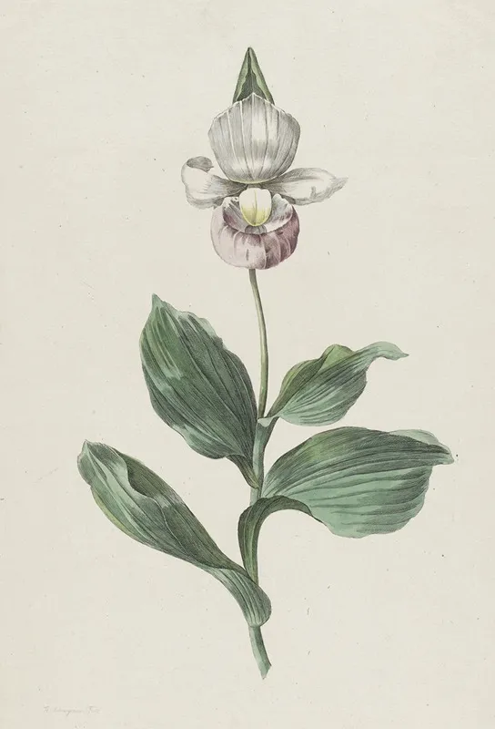 Orchidee Vrouwenschoentje Cypripedium Reginae Walter Wall Art by Hendrik Schwegman - High-Resolution Digital Print