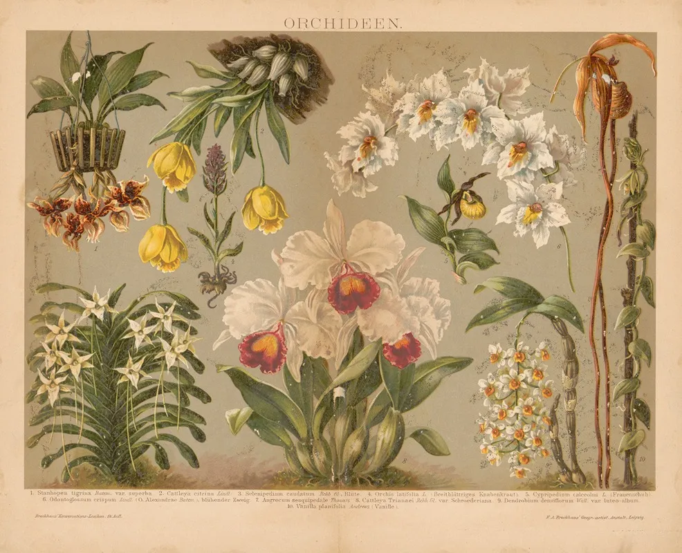 Orchideen 2 Wall Art by F.A. Brockhaus - High-Resolution Digital Print