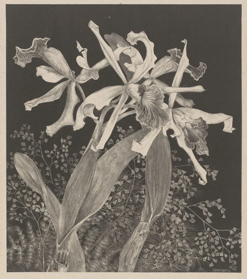 Orchids 2