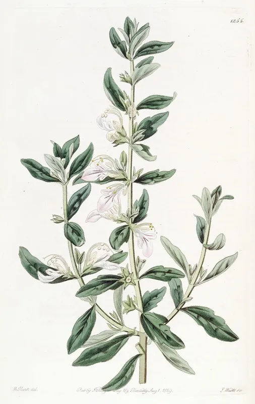 Orchis Flowered Teucrium Wall Art by Sydenham Edwards - High-Resolution Digital Print