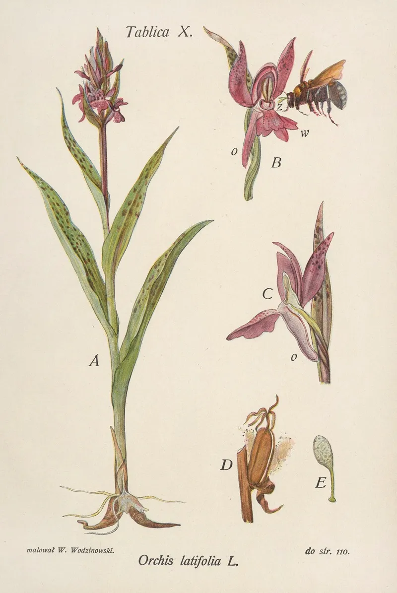 Orchis Latifolia Wall Art by Józef Rostafiński - High-Resolution Digital Print