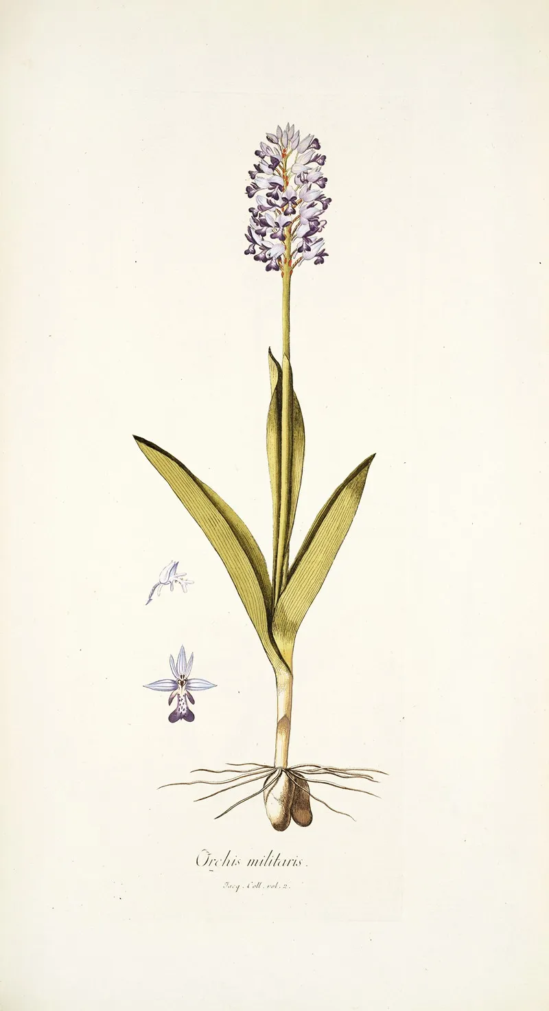 Orchis Militaris Wall Art by Nikolaus Joseph Freiherr von Jacquin - High-Resolution Digital Print
