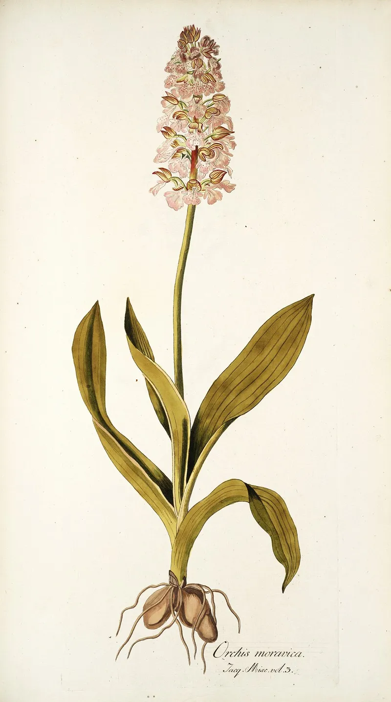 Orchis Moravica Wall Art by Nikolaus Joseph Freiherr von Jacquin - High-Resolution Digital Print