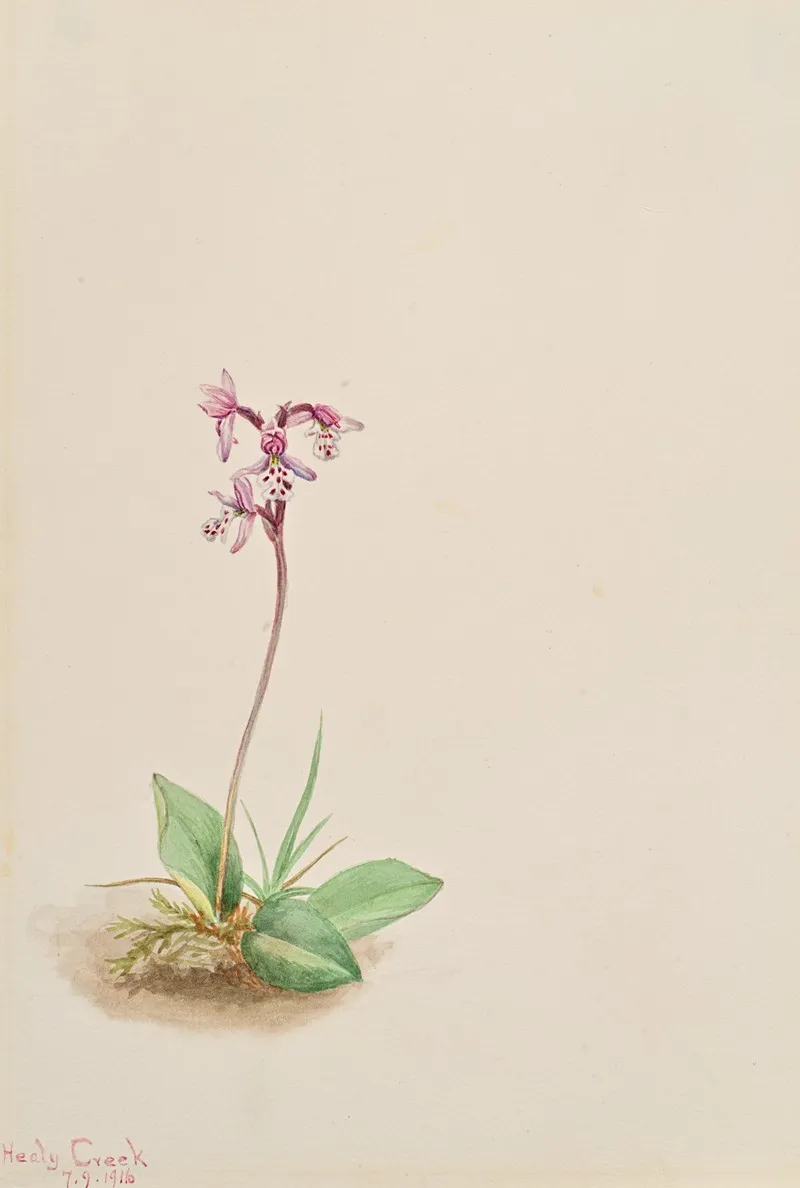Orchis Orchis Rotundifolia