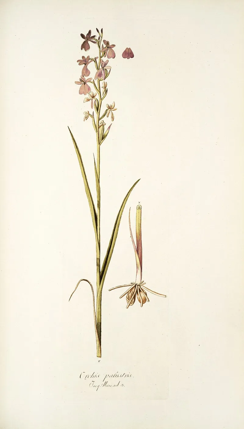 Orchis Palustris Wall Art by Nikolaus Joseph Freiherr von Jacquin - High-Resolution Digital Print