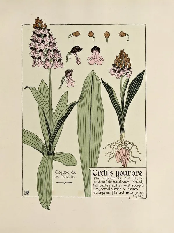 Orchis Pourpre Wall Art by Maurice Pillard Verneuil - High-Resolution Digital Print