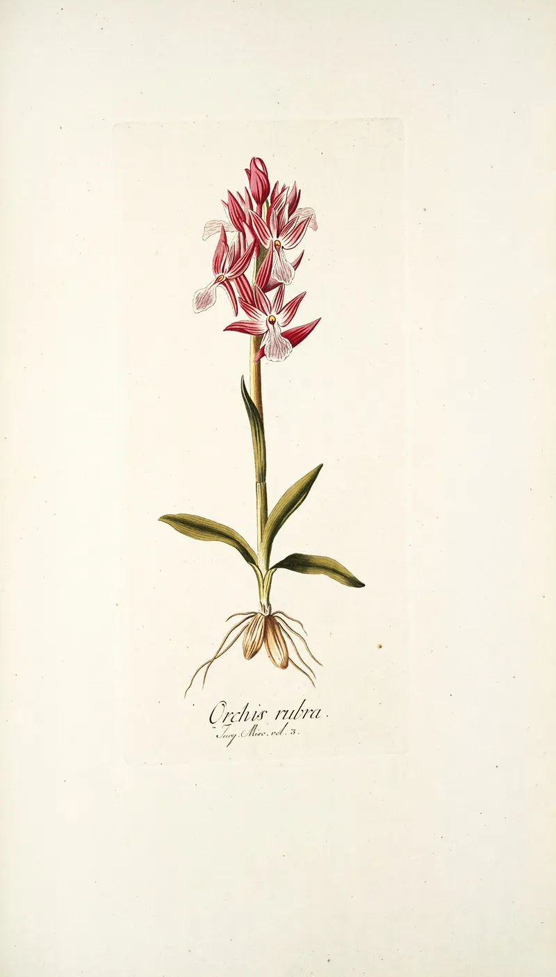 Orchis Rubra Wall Art by Nikolaus Joseph Freiherr von Jacquin - High-Resolution Digital Print