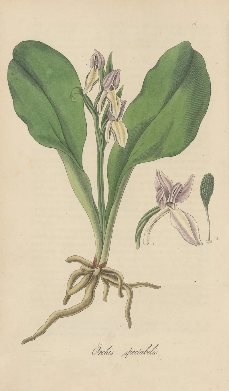 Orchis Spectabilis Wall Art by William Jackson Hooker - High-Resolution Digital Print