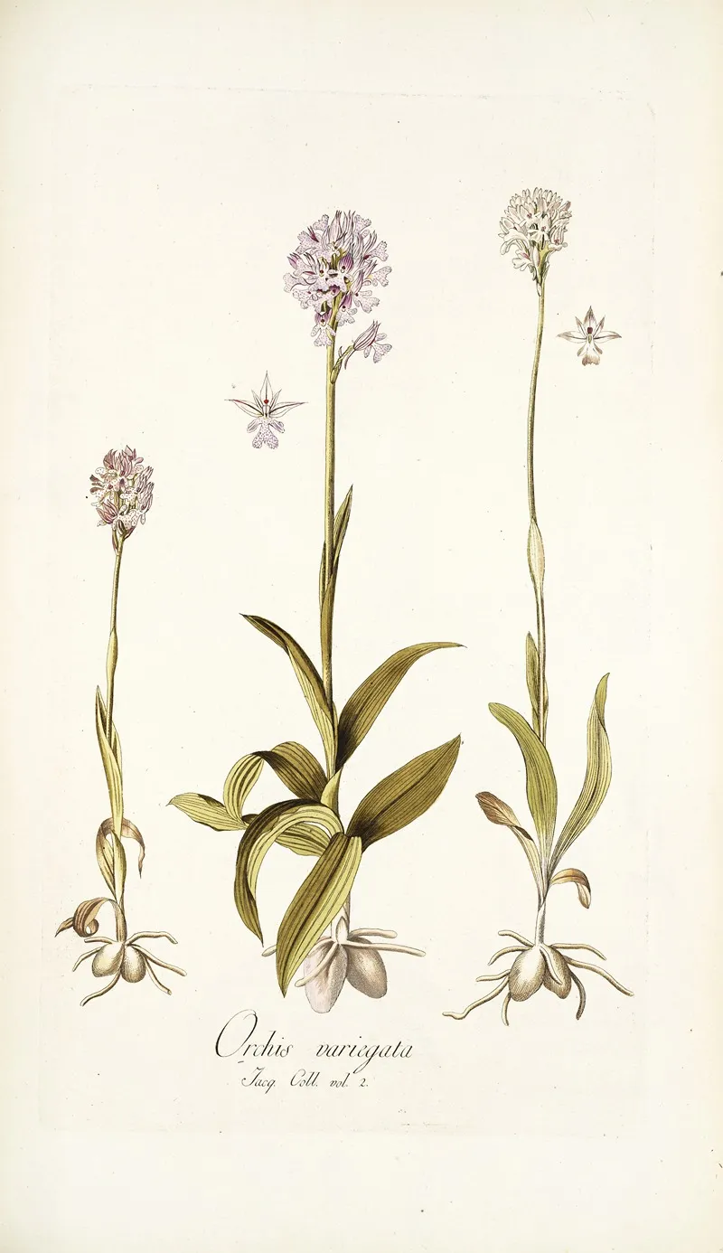 Orchis Variegata Wall Art by Nikolaus Joseph Freiherr von Jacquin - High-Resolution Digital Print
