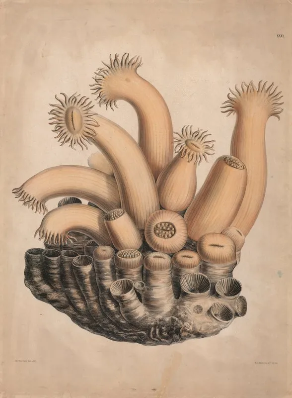 Organisms 2 Wall Art by Isaac Wilhelm Tegner - High-Resolution Digital Print