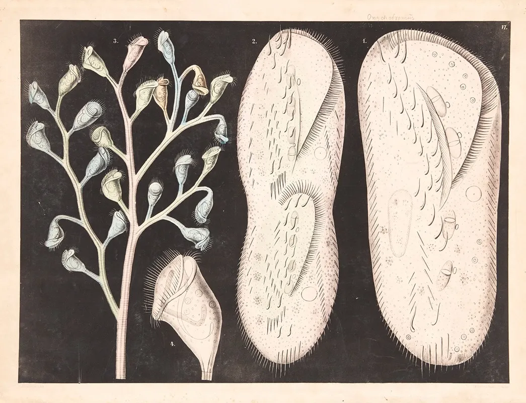 Organisms 6 Wall Art by Isaac Wilhelm Tegner - High-Resolution Digital Print