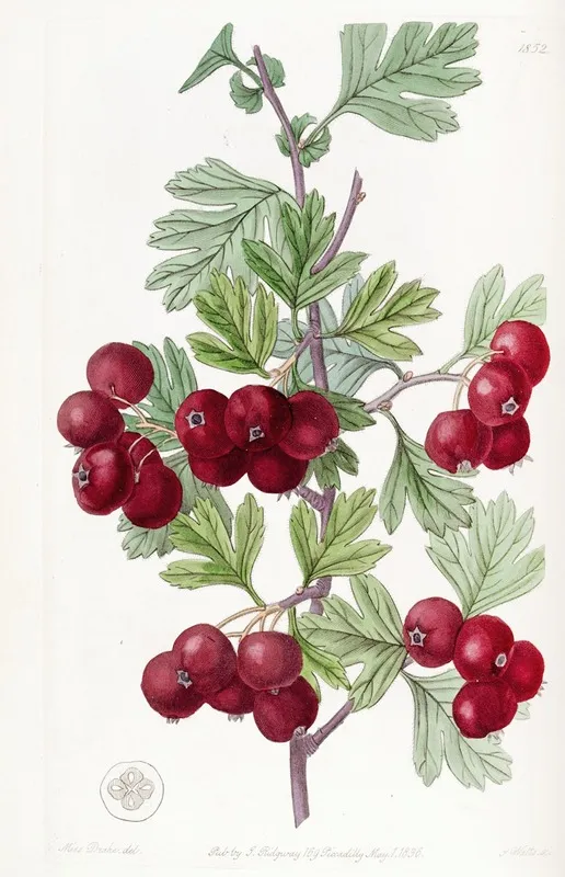 Oriental Hawthorn Wall Art by Sydenham Edwards - High-Resolution Digital Print