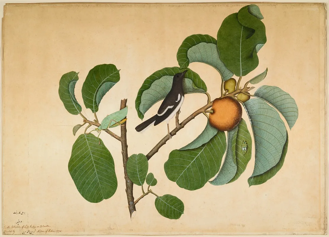 Oriental Magpie Robin With Katydid And Leaf Hopper On Monkey Jack Branch Wall Art by Sheikh Zain al-Din - High-Resolution Digital Print