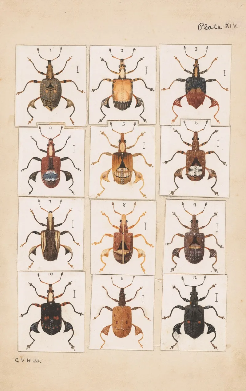 Original Hand Painted Plate For Fragments Of New Zealand Entomology Plate Xiv Wall Art by George Hudson - High-Resolution Digital Print